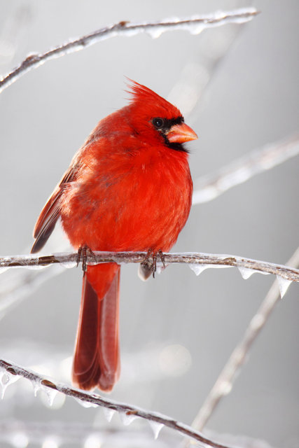 Northern Cardinal (male), winter, Ohio