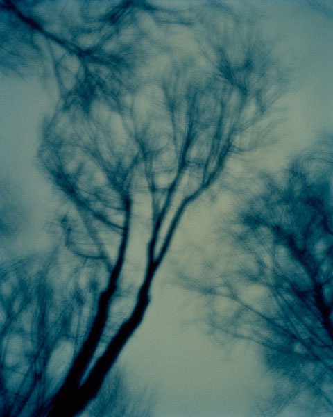 Midnight Trees, New Jersey, 2009