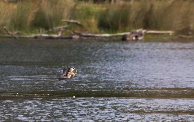 Hobby catching dragonflies