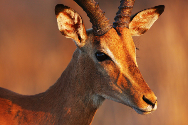 impala1.jpg