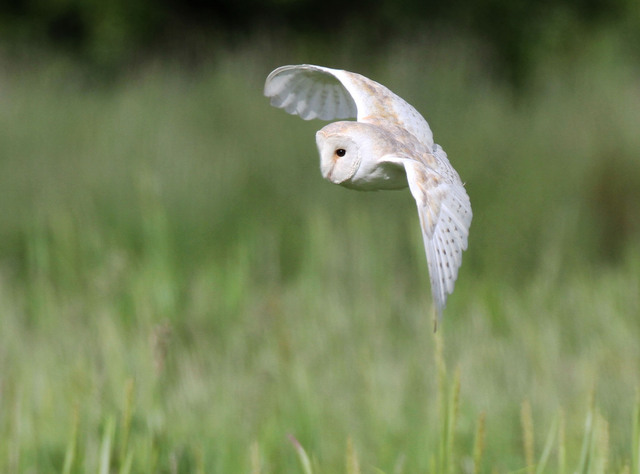 Barn Owl