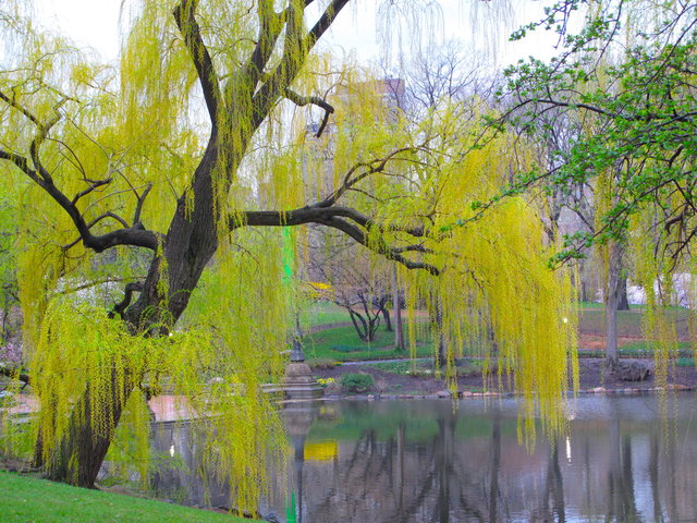 Weeping Willow, NYC