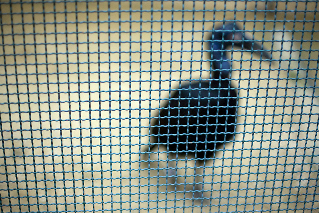 Abyssinian ground hornbill (Bucorvus abyssinicus).