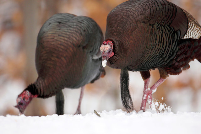 Eastern Wild Turkey, winter, Ohio