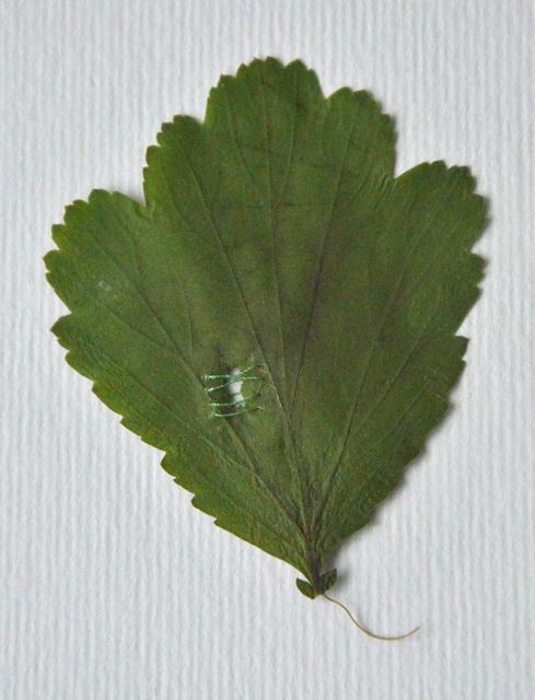 DSC_6988.jpg