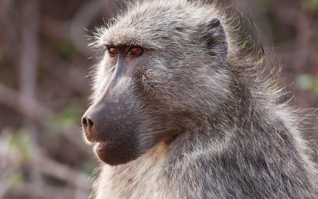 chacmababoon4.jpg