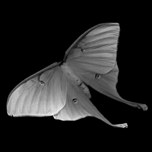 Actias Luna II (luna moth), 21st century