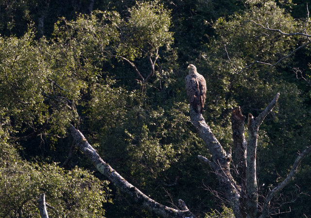 White-tailed eagle
