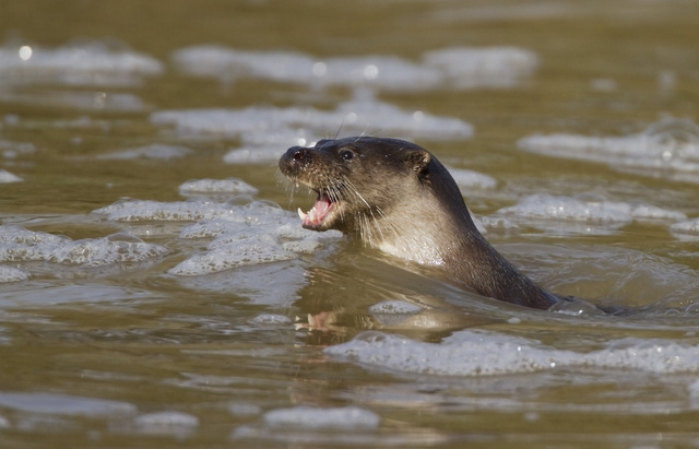 Otter