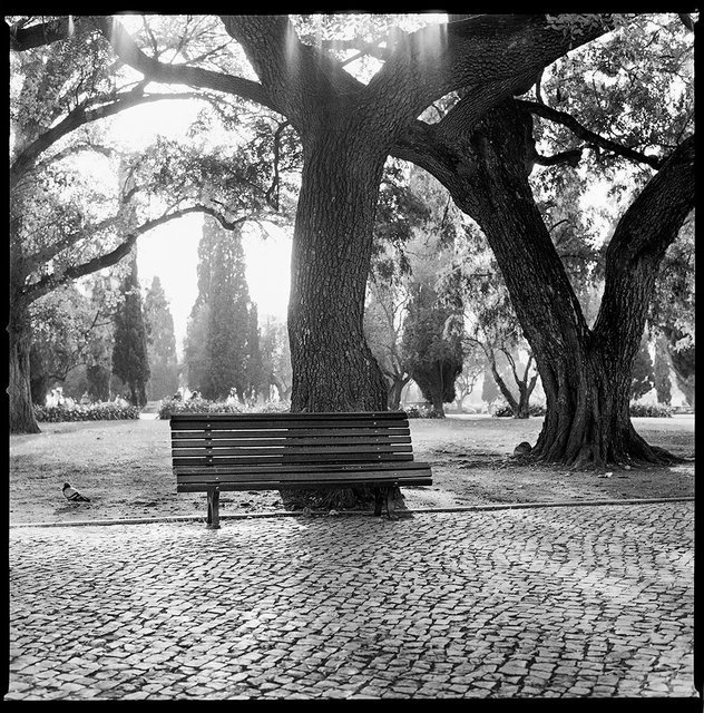Jardim de Belém ©Tobi Asmoucha.jpg
