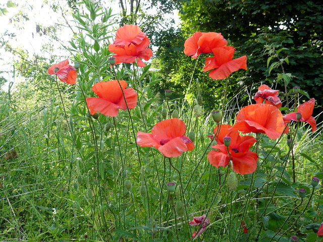 Poppies at Lammerwood (3) VB.JPG