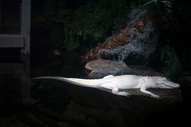 Albino American alligator (Alligator mississippiensis).