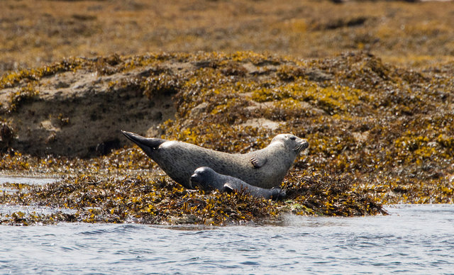 Common seals