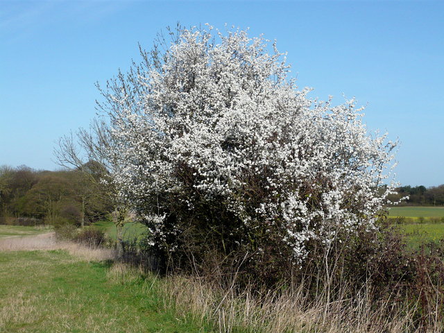 Blossom near Gobion's Farm VB.JPG