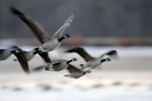 Canada Geese, February, southern Ohio