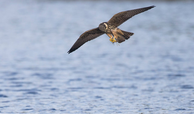 Hobby with dragonflies