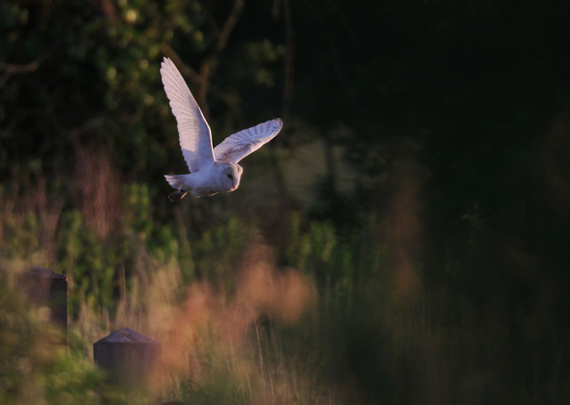Barn Owl