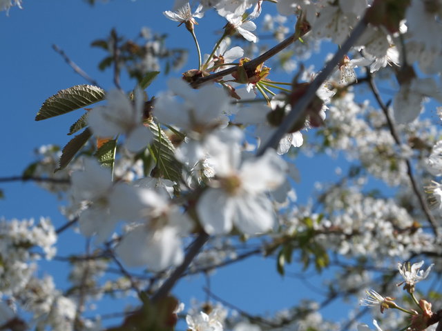 White Blossom 8 by Alison Gracie