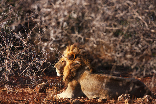 Lion