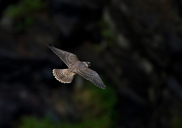 Juvenile peregrine falcon