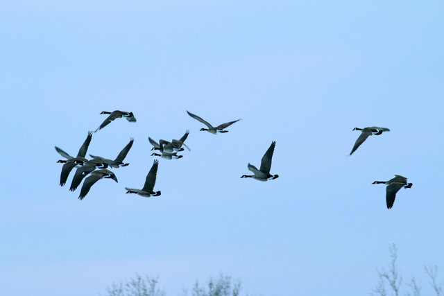 Canada Geese, February, southern Ohio