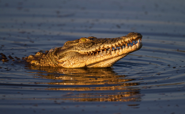 Crocodile