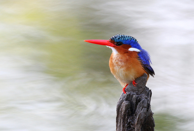 Malachite kingfisher