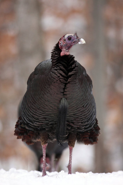 Eastern Wild Turkey, winter, Ohio