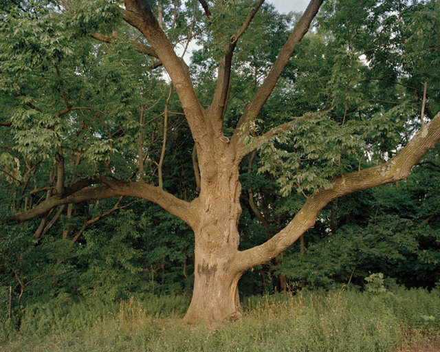 White Ash, Bronx, NY, 2015