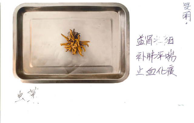 Ophiocordyceps Sinensis 虫草, 冬虫夏草 Dōng chóng xià cǎo  (