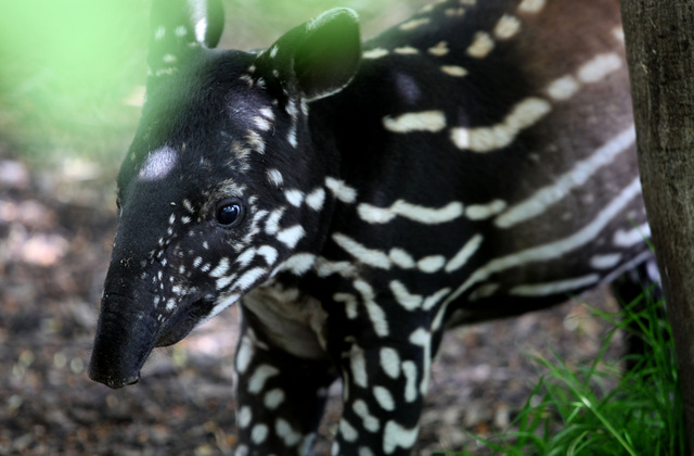 270510_Tapir_03.JPG