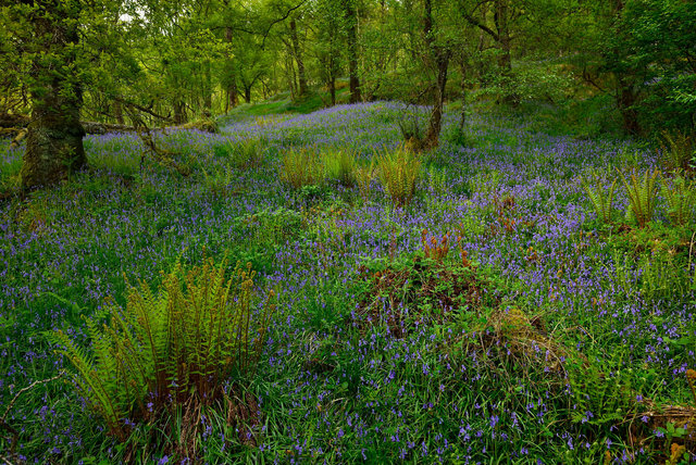 Berges du Loch Lomond