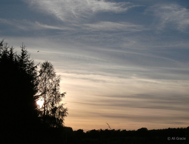 Early Evening by Alison Gracie