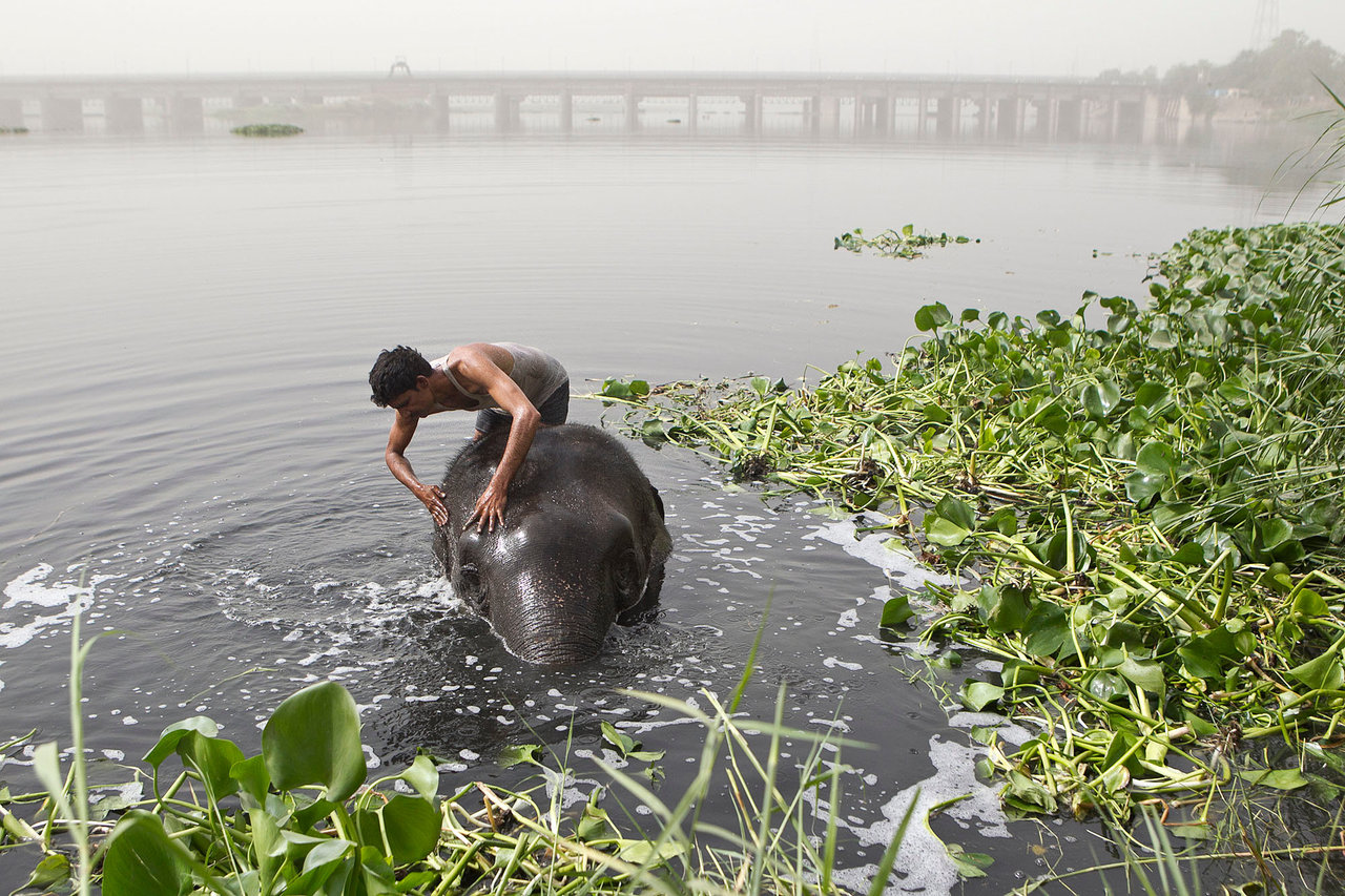 Last Elephants of Delhi