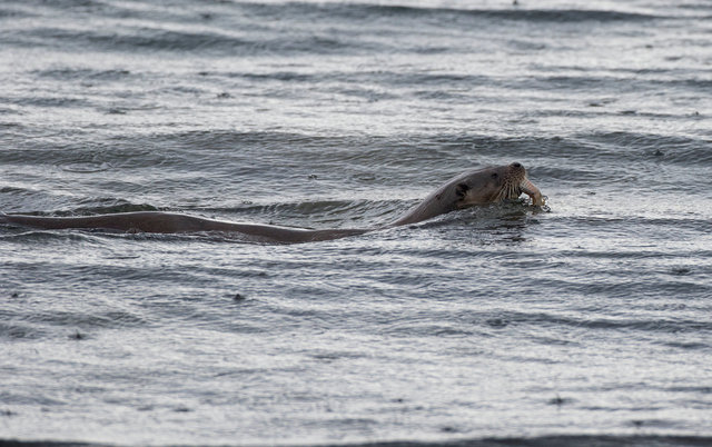 Otter