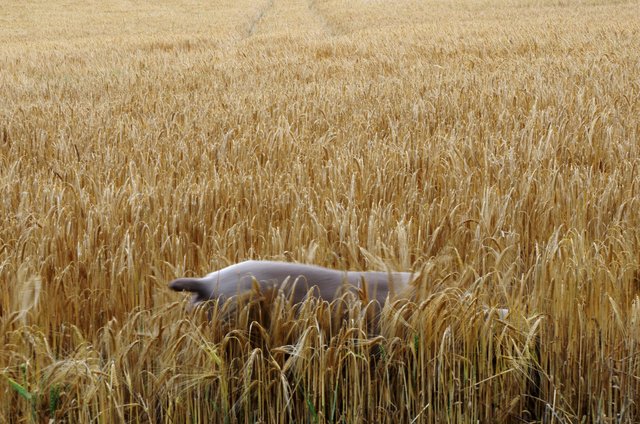 Billy in the corn (6) edited.JPG