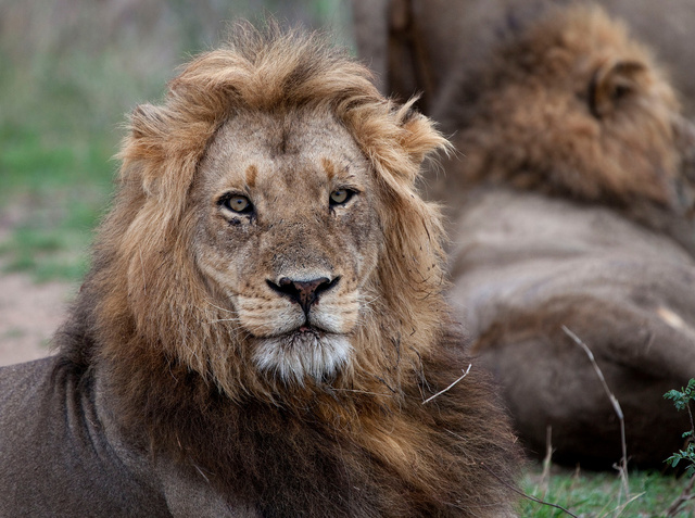 Lion