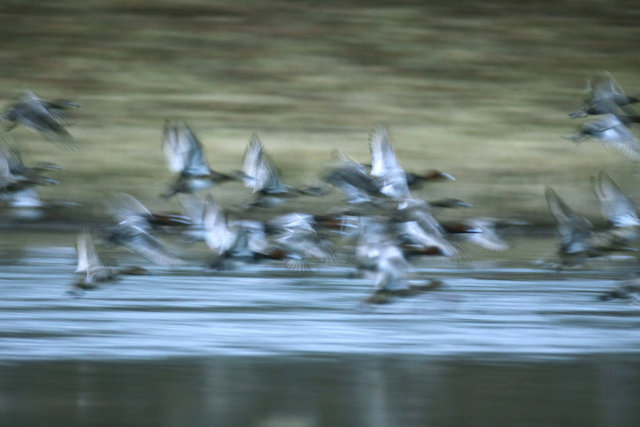 A Flock of Redheads, late winter, Ohio