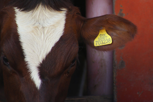 Calf, Bosley Mill Farm, Gloucestershire