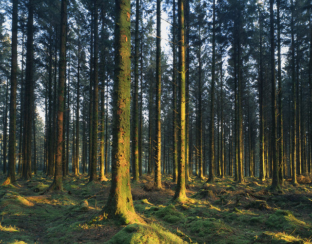 Bellever Forest