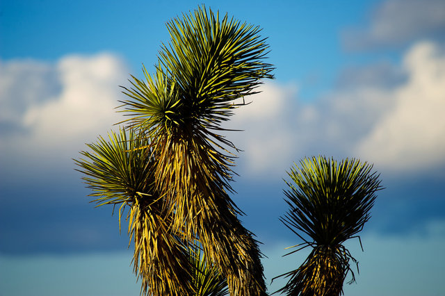 Joshua Tree