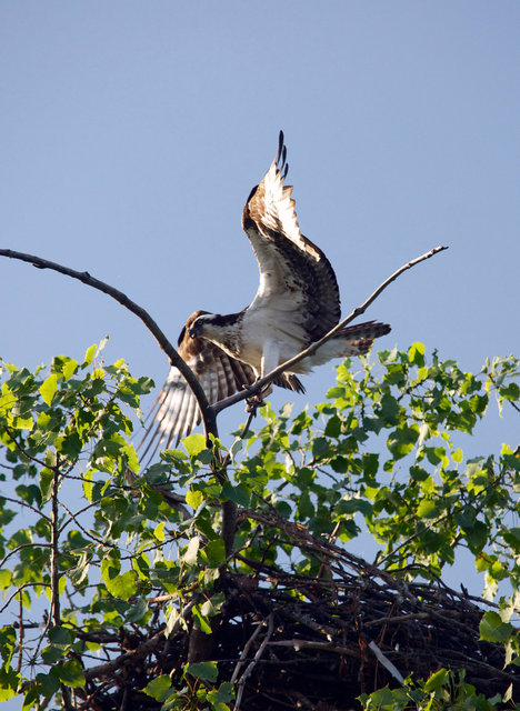 Osprey .jpg