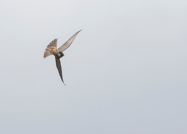 Hobby