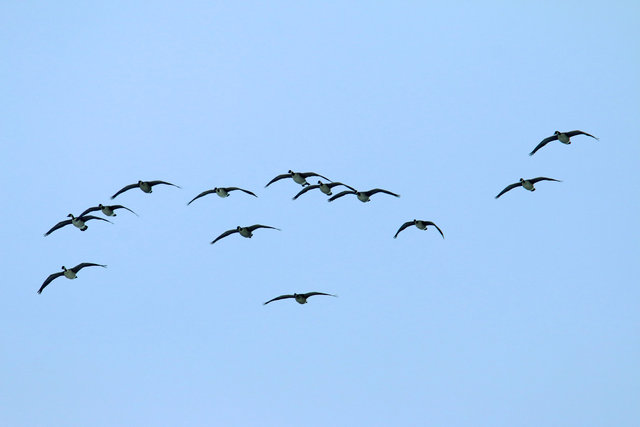 Canada Geese, February, southern Ohio