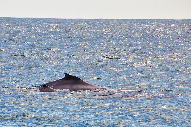 Humpback