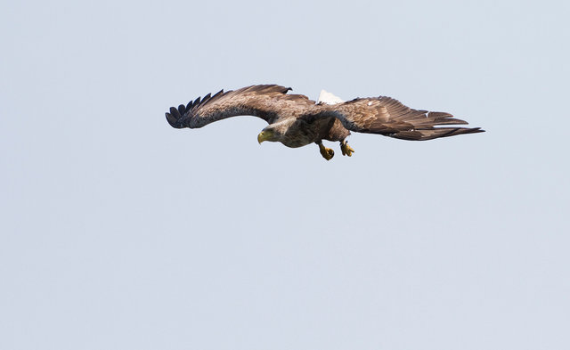 White-tailed Sea Eagle