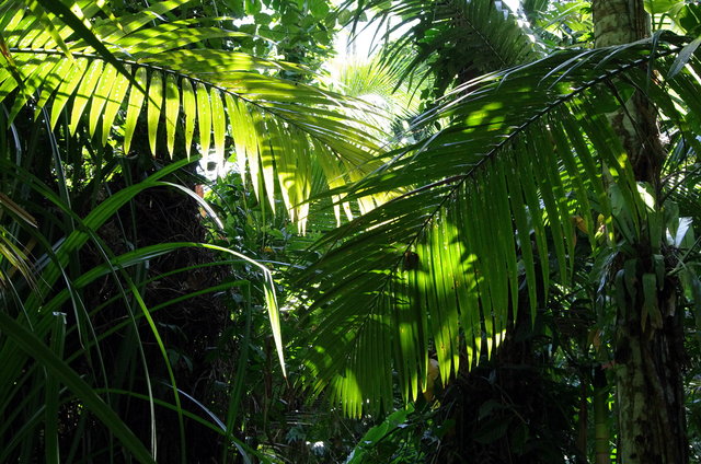 Cairns Botanical Gardens (11) VB.JPG