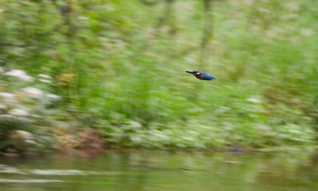 Kingfisher