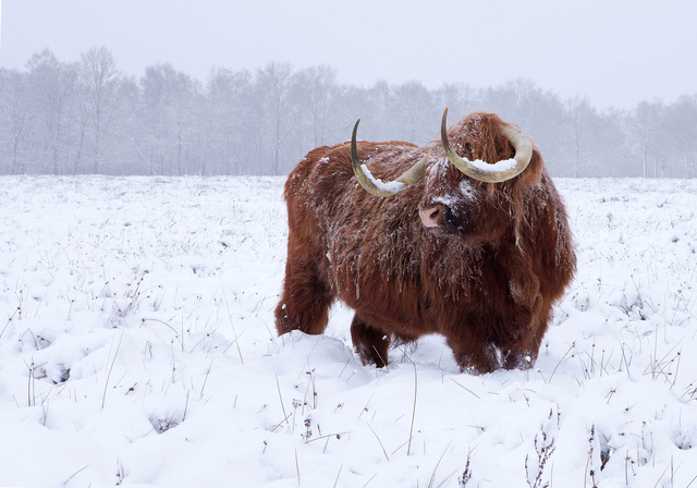 Schotse Hooglander