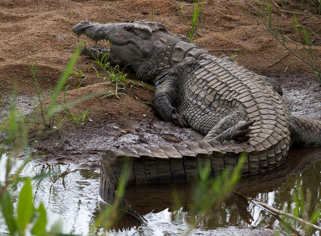 Crocodile